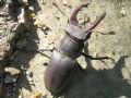 Lucanus cervus